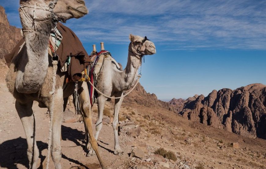 Quad Safari y aventura en el Desierto en Sinaí, Sharm El Sheik